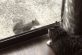 Белка через стекло попыталась завязать знакомство с котом