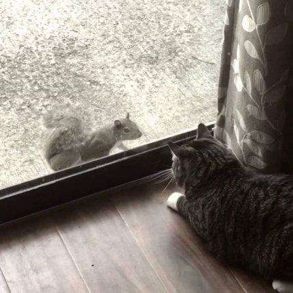 Белка через стекло попыталась завязать знакомство с котом Белка через стекло попыталась завязать знакомство с котом