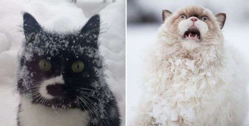 От спокойствия до истерики один шаг: смешная реакция котов на снег От спокойствия до истерики один шаг: смешная реакция котов на снег