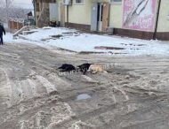 Под Днепром собаки стали жертвами непогоды и халатности (ФОТОФАКТ)