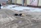 Под Днепром собаки стали жертвами непогоды и халатности (ФОТОФАКТ)