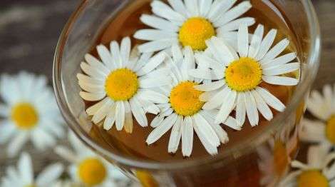 Рослини, які допоможуть схуднути Рослини, які допоможуть схуднути