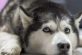 Курьёз: запорожцы продают своих собак на частных сайтах, чтобы “заплатить за газ”