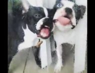 Сеть насмешили собаки, пытавшиеся съесть слизняка за стеклом