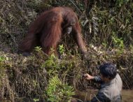 Подал руку: Орангутанг хотел помочь мужчине выбраться из реки