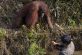 Подал руку: Орангутанг хотел помочь мужчине выбраться из реки