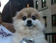 С ними не соскучишься: милые и забавные животные, которые вызовут улыбку