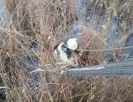 На Днепропетровщине спасатели достали собаку из ледяного капкана