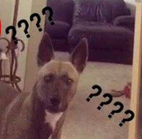 Сеть насмешил пес, который не мог найти спрятавшуюся за дверью хозяйку Сеть насмешил пес, который не мог найти спрятавшуюся за дверью хозяйку