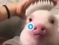 Поросенок, улыбающийся во время расчесывания, стал звездой Сети