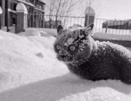 Зима и коты — две несовместимые вещи: смешные «доказательства»