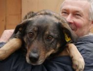 Про наболіле: як на Дніпропетровщині вирішуватимуть питання безпритульних собак (Фото)