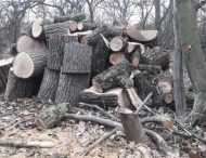 На Дніпропетровщині зловмисники знищили сім дубів (Фото)