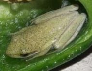 Жительница Канады готовила салат и обнаружила в перце живую лягушку