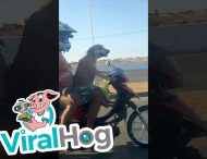 В Бразилии пес прокатил на мотоцикле двух пассажиров и стал звездой сети