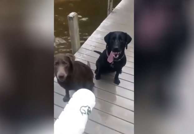 Пес нагло присвоил себе результаты чужих стараний Пес нагло присвоил себе результаты чужих стараний