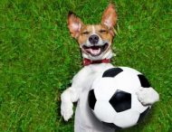 Пользователей Сети рассмешила собака, которая во время футбольного матча выбежала на поле за мячом