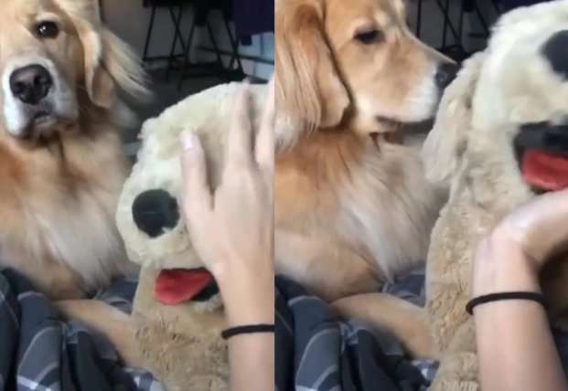 Реакция собаки, приревновавшей свою хозяйку к игрушке, насмешила Сеть Реакция собаки, приревновавшей свою хозяйку к игрушке, насмешила Сеть