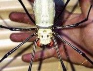 Парень показал в сети милого паучка, и желающих посетить Австралию стало меньше