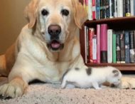 В сети набирает популярность история о собаке, которая усыновила котенка