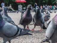 Курьез: на сайте по поиску работы ищут “отпугивателя голубей”