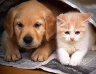 «Друг пришел на помощь»: Трогательные кадры спасения щенка котом