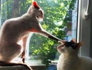 Уморительные кошки и коты, которые вас улыбнут