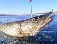 Американец вытащил из узкой лунки гигантскую щуку и стал героем Сети