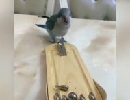 Дрессированный попугай научился играть в мини-боулинг и копить деньги