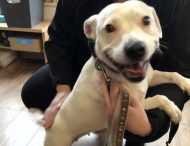 «Собака–улыбака»: потерявшийся стаффордширский терьер очаровал милой улыбкой