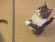 Кот, который ест лапами, стал звездой интернета: курьезное видео