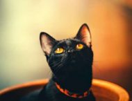 «Жан-Клод Ван Мяу»: Сеть рассмешил кот, который сел на шпагат