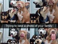Самые смешные фото собак из интернета