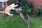 Эпичная схватка двух котят в воздухе насмешила Сеть