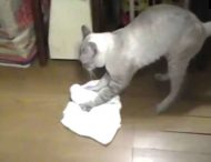 Недовольный кот вымыл полы с тряпкой и отругал хозяина