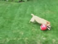 Пользователей соцсети умилило видео собаки-футболиста