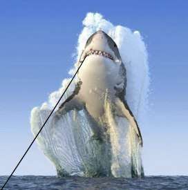 Моряки не могут отойти — рыба-русалка с губами и зубами порвала сеть Моряки не могут отойти — рыба-русалка с губами и зубами порвала сеть