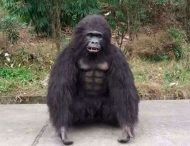 В Индии пограничники надели костюмы горилл, чтобы защититься от нашествия обезьян