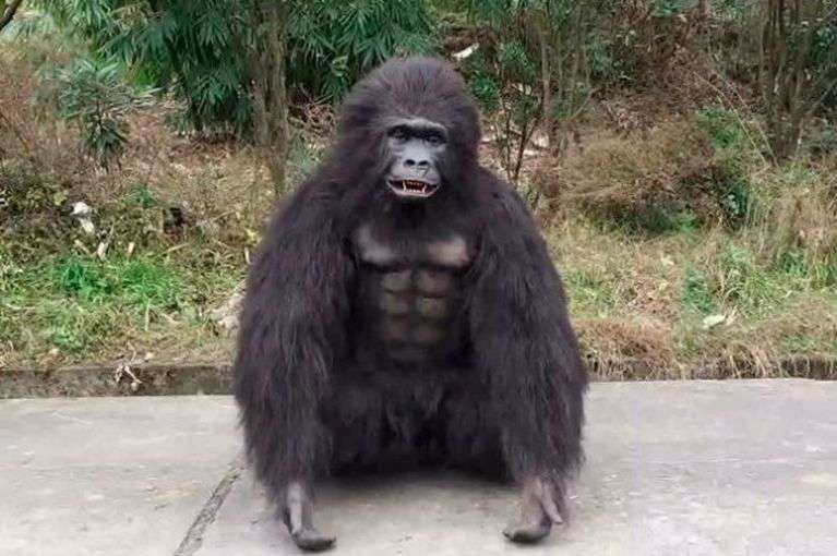 В Индии пограничники надели костюмы горилл, чтобы защититься от нашествия обезьян В Индии пограничники надели костюмы горилл, чтобы защититься от нашествия обезьян