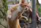 Курьезные фото: художник показал, чем занимаются коты, пока хозяев нет дома