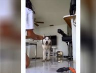 Собака – «подозревака»: хаски рассмешил Сеть попытками избежать расчесывания