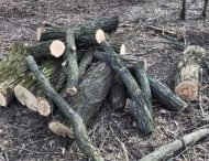 На Дніпропетровщині дуби та акації пустили на дрова (Фото)