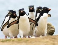 Из-за коронавируса в США закрыли океанариум: по залам гуляют пингвины