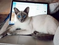 «Коты и коронавирус»: Сеть позабавили смешные снимки