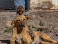 Собака «усыновила» осиротевшую обезьянку: опубликованы трогательные фото и видео