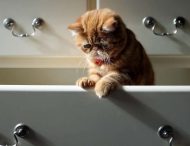 10 способов использования котов в хозяйстве
