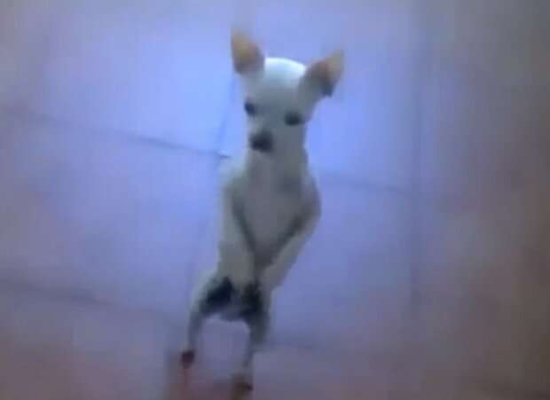 Ничего милее вы не видели — собака и маленькая девочка покорили сеть танцем Ничего милее вы не видели — собака и маленькая девочка покорили сеть танцем