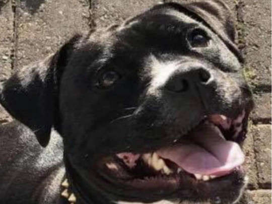 Женщина заказала игрушечную копию своей собаки – результат рассмешил сеть Женщина заказала игрушечную копию своей собаки – результат рассмешил сеть