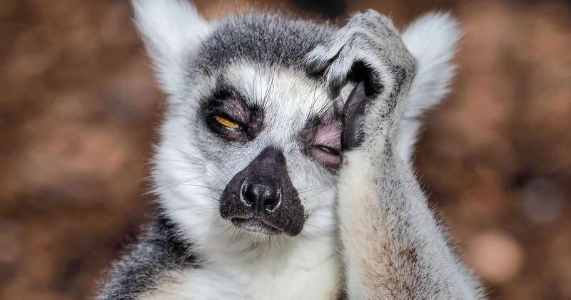 Фотограф из Мельбурна заснял страдающего от похмелья лемура Фотограф из Мельбурна заснял страдающего от похмелья лемура