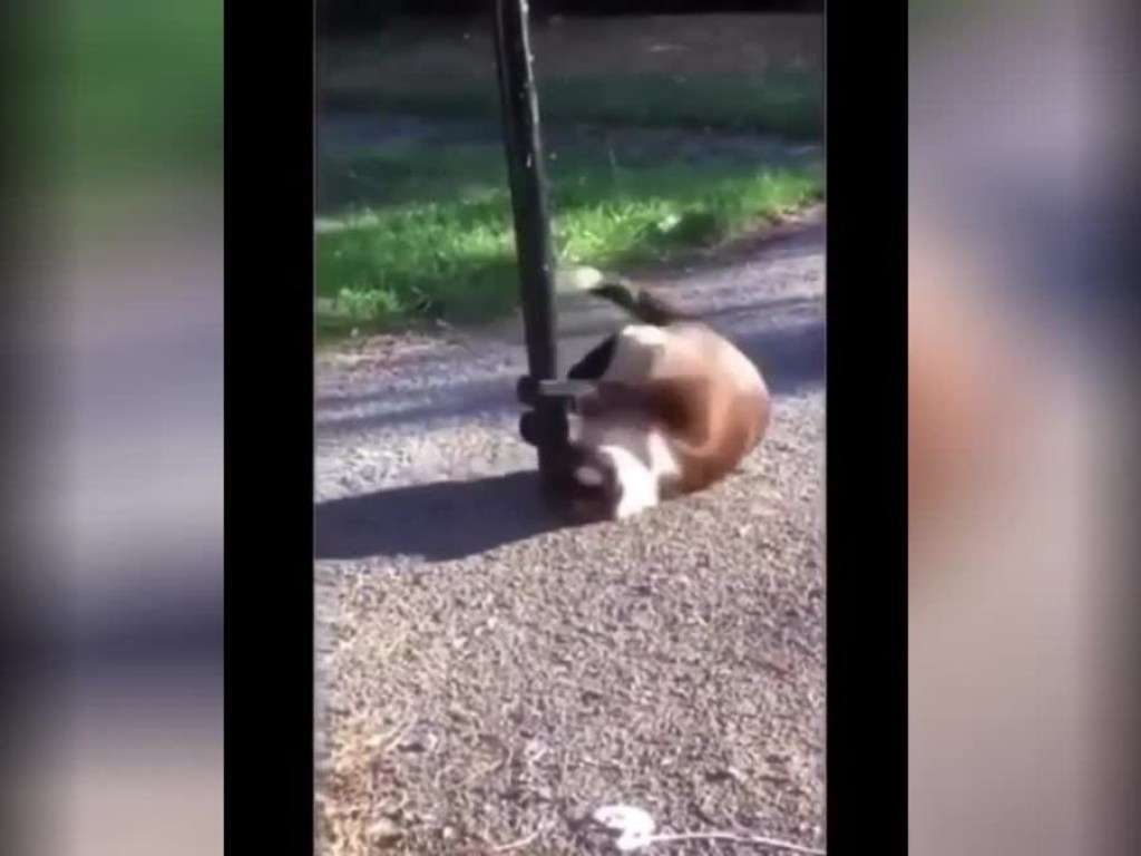 Кошка станцевала «стриптиз» на пилоне Кошка станцевала «стриптиз» на пилоне